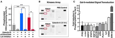 Galectin-9 Mediates HIV Transcription by Inducing TCR-Dependent ERK Signaling